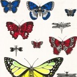 Butterflies