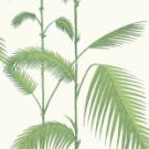 Palm Leaves