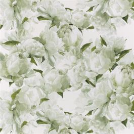Peonia