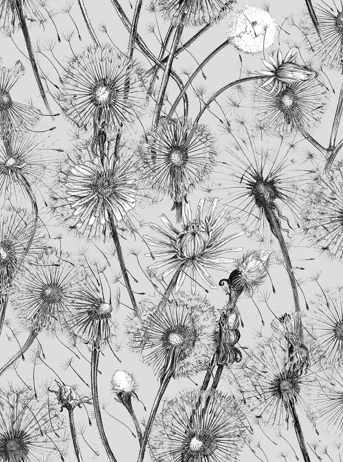 Dandelions