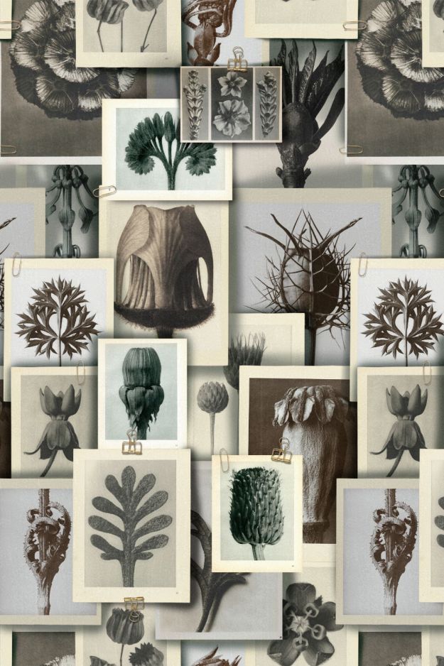 BLOSSFELDT'S ART FORMS
