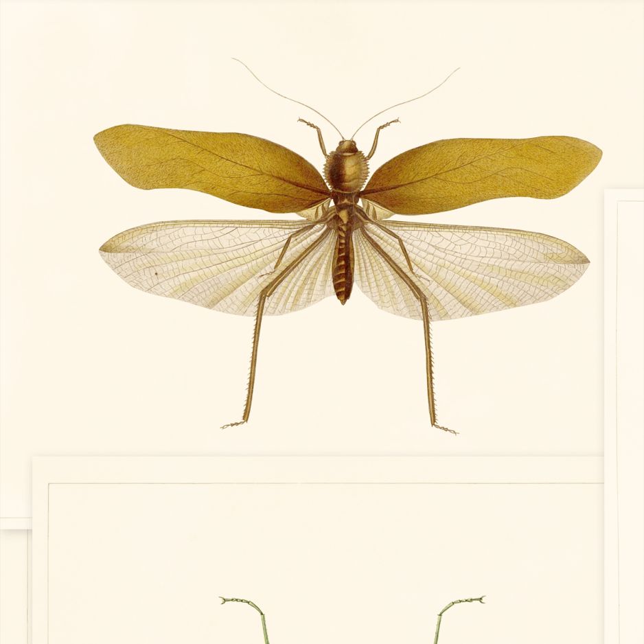 Entomology